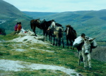 bei Ambato
