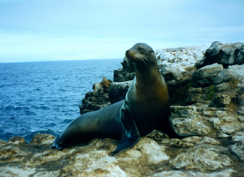 Galapagos1