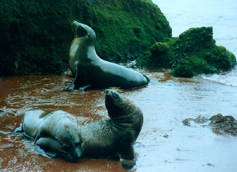Galapagos2