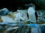 Blaufusstoelpel