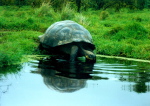 Riesenschildkroete