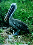 Pelikan im Nest