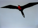 Fregattvogel im Anflug