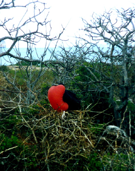 Galapagos1
