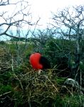 Galapagos1