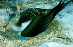 Galapagos3