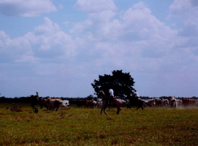 Las Pampas, Kuhtreiben