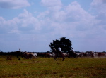 Las Pampas, Kuhtreiben