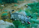 Puma auf der Sonneninsel