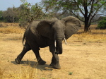 im Luangwa N. P.