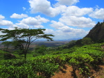 Gurué, Teeplantage