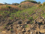 Chizumulu, Maniok
