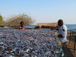 Likoma, Usipa-Trocknerei