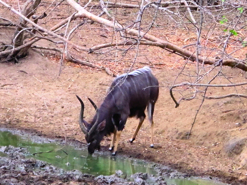 Kudu, Lengwe N. P., Malawi