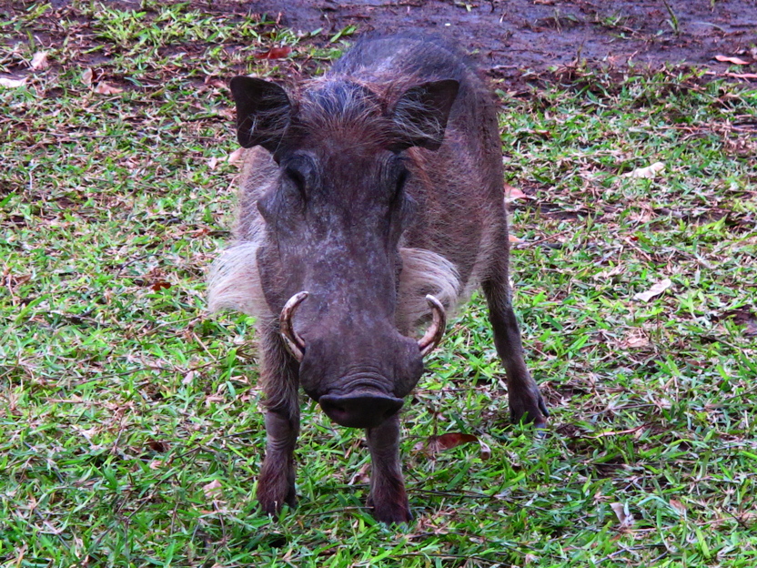 Warthog, Lengwe N. P., Malawi