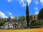 Gurué, Teeplantage