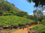 Gurué, Teeplantage