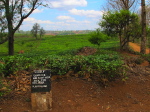Gurué, Teeplantage