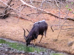 Kudu, Lengwe N. P., Malawi