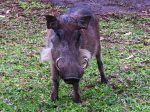 Warthog, Lengwe N. P., Malawi