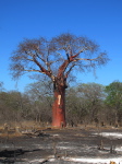 Verbrannter Baobab bei Changara