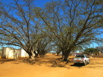 Mungari