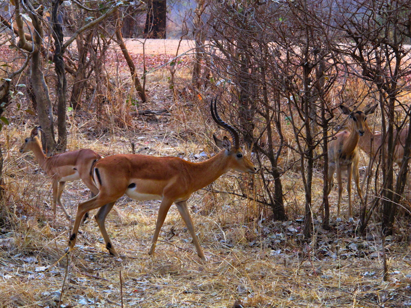 im Luangwa N. P.
