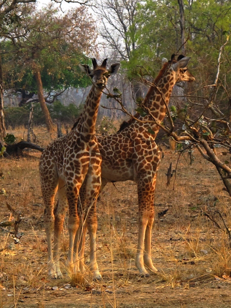im Luangwa N. P.