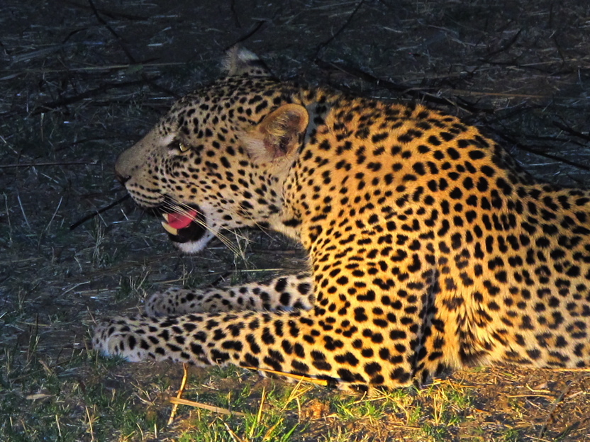 im Luangwa N. P.