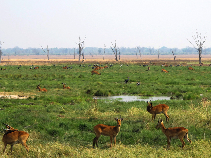 im Luangwa N. P.