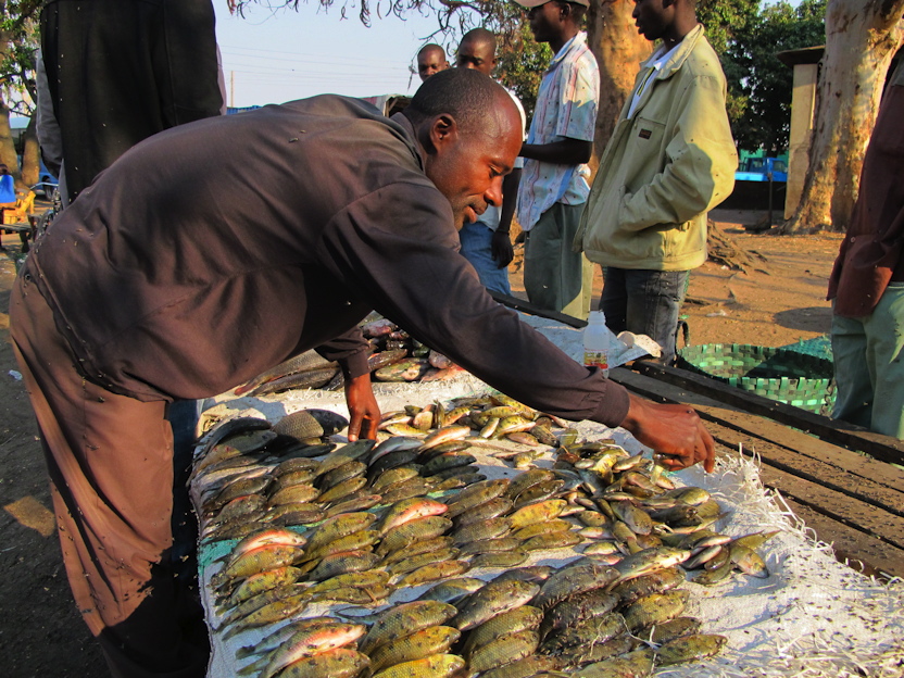Mongu, frische Fische