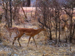 im Luangwa N. P.