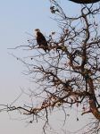 im Luangwa N. P.