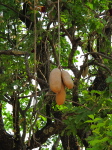 im Luangwa N. P., Sausage Tree