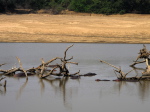 im Luangwa N. P.