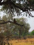 im Luangwa N. P.