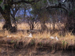 im Luangwa N. P.
