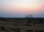im Luangwa N. P.