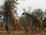 im Luangwa N. P.