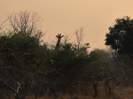 im Luangwa N. P.