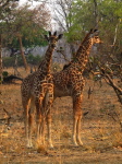 im Luangwa N. P.