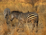 im Luangwa N. P.