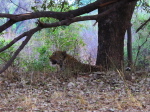 im Luangwa N. P.