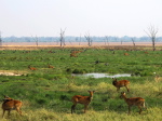 im Luangwa N. P.