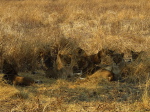 im Luangwa N. P.