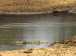 im Luangwa N. P.