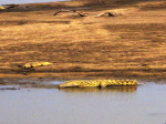 im Luangwa N. P.