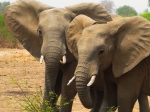 im Luangwa N. P.