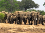 im Luangwa N. P.