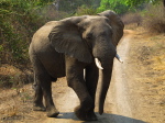 im Luangwa N. P.